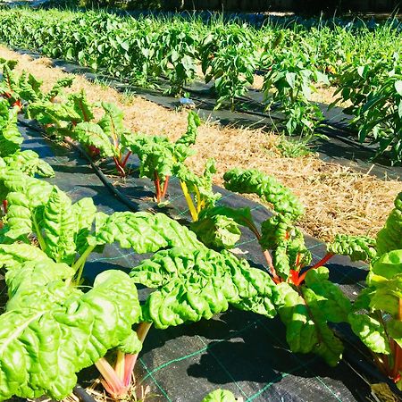 Finca Briabi La Caniza ภายนอก รูปภาพ
